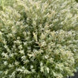 Kép 2/3 - Thuja occidentalis 'Teddy' – Nyugati tuja