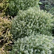 Kép 3/3 - Thuja occidentalis 'Teddy' – Nyugati tuja
