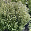 Kép 1/3 - Thuja occidentalis 'Teddy' – Nyugati tuja