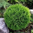 Kép 1/2 - Thuja occidentalis 'Tiny Tim' – Nyugati tuja