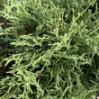Kép 2/2 - Thuja occidentalis 'Tiny Tim' – Nyugati tuja
