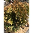 Kép 3/3 - Thuja occidentalis 'Twisty' – Nyugati tuja