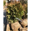 Kép 2/3 - Thuja occidentalis 'Twisty' – Nyugati tuja