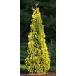 Kép 1/3 - Thuja occidentalis 'Yellow Ribbon' - Sárga oszlopos tuja
