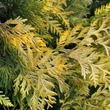 Kép 2/3 - Thuja occidentalis 'Yellow Ribbon' - Sárga oszlopos tuja