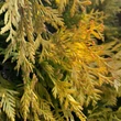 Kép 3/3 - Thuja occidentalis 'Yellow Ribbon' - Sárga oszlopos tuja