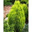 Kép 3/3 - Thuja (Platycladus) orientalis 'Aurea Nana' – Arany, törpe keleti tuja