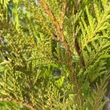 Kép 2/2 - Thuja plicata 'Martin' – Tuja