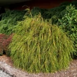 Kép 2/2 - Thuja plicata 'Whipcord' – Óriás tuja