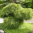 Kép 1/2 - Thuja plicata 'Whipcord' – Óriás tuja