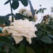 Rosa 'Bianca' – Fehér, teltvirágú, illatos magastörzsű rózsaoltvány