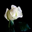 Kép 1/3 - Rosa 'Bianca' – Fehér, teltvirágú, illatos magastörzsű rózsaoltvány