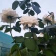Kép 2/3 - Rosa 'Bianca' – Fehér, teltvirágú, illatos magastörzsű rózsaoltvány