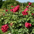 Kép 2/3 - Rosa 'Dame de Coure' – Borpiros, teltvirágú, enyhén illatos magastörzsű rózsaoltvány