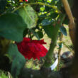Kép 3/3 - Rosa 'Dame de Coure' – Borpiros, teltvirágú, enyhén illatos magastörzsű rózsaoltvány