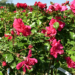 Kép 1/5 - Rosa 'San Remo' – Ciklámen, csüngő koronájú magastörzsű rózsaoltvány