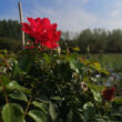 Kép 2/5 - Rosa 'San Remo' – Ciklámen, csüngő koronájú magastörzsű rózsaoltvány