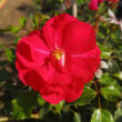 Rosa 'San Remo' – Ciklámen, csüngő koronájú magastörzsű rózsaoltvány