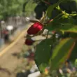 Kép 5/5 - Rosa 'San Remo' – Ciklámen, csüngő koronájú magastörzsű rózsaoltvány