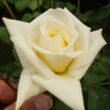 Rosa 'Ilse Krohn Superior®' - tiszta fehér climber, futó rózsa