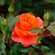 Kép 1/4 - Rosa ‘Monika’ - Narancssárga magastörzsű rózsaoltvány
