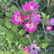 Kép 4/5 - Rosa 'Mozart' - rózsaszín - fehér - parkrózsa
