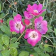 Kép 5/5 - Rosa 'Mozart' - rózsaszín - fehér - parkrózsa