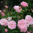 Kép 2/2 - Rosa 'Mevrouw Nathalie Nypels' - rózsaszín - virágágyi floribunda rózsa
