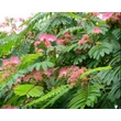 Kép 2/2 - Albizia julibrissin 'Ernest Wilson' – Selyemakác