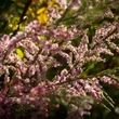 Kép 2/3 - Tamarix tetrandra - Tamariska