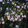 Vinca minor 'Alba' - Fehér virágú kis télizöld