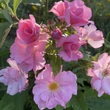 Kép 4/4 - Rosa 'Baby Blanket®' - rózsaszín - virágágyi floribunda rózsa