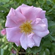 Kép 1/4 - Rosa 'Baby Blanket®' - rózsaszín - virágágyi floribunda rózsa