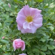 Kép 2/4 - Rosa 'Baby Blanket®' - rózsaszín - virágágyi floribunda rózsa