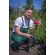 Kép 2/5 - Rosa 'Baronne E. de Rothschild' - rózsaszín - teahibrid rózsa