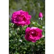 Kép 3/5 - Rosa 'Baronne E. de Rothschild' - rózsaszín - teahibrid rózsa