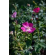Kép 4/5 - Rosa 'Bay™' - rózsaszín - törpe - mini rózsa