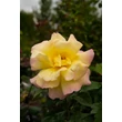 Kép 3/5 - Rosa 'Béke - Peace' - sárga - rózsaszín - teahibrid rózsa