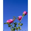 Kép 2/4 - Rosa 'Carina®' - rózsaszín - teahibrid rózsa