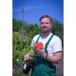 Kép 2/4 - Rosa 'Christchurch™' - narancssárga - virágágyi floribunda rózsa