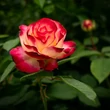 Kép 1/2 - Rosa 'Double Parfume' magastörzsű rózsa