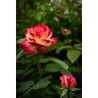 Kép 2/2 - Rosa 'Double Parfume' magastörzsű rózsa