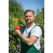 Kép 2/4 - Rosa ‘Monika’ - Narancssárga magastörzsű rózsaoltvány