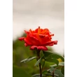 Kép 4/4 - Rosa ‘Monika’ - Narancssárga magastörzsű rózsaoltvány