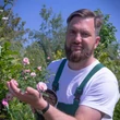 Kép 2/4 - Rosa 'Portofino™' - rózsaszín - törpe - mini rózsa