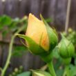 Rosa 'Ausmas' - sárga - angol rózsa