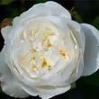 Kép 1/3 - Rosa 'White Mary Rose™' - fehér - angol rózsa