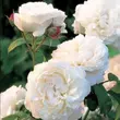 Kép 2/3 - Rosa 'White Mary Rose™' - fehér - angol rózsa