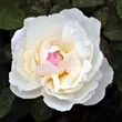 Kép 3/3 - Rosa 'White Mary Rose™' - fehér - angol rózsa