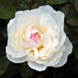 Rosa 'White Mary Rose™' - fehér - angol rózsa